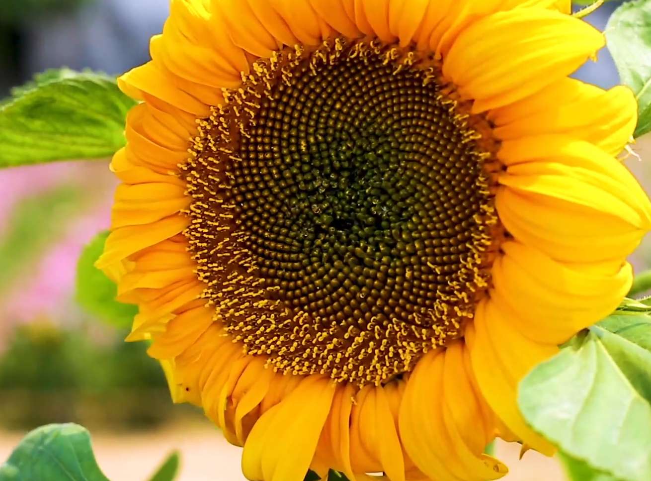 春天春暖花开鲜花盛开素材